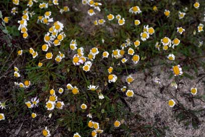 APII jpeg image of Brachyscome iberidifolia  © contact APII