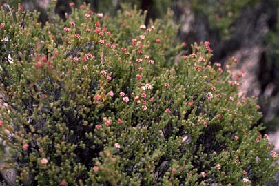 APII jpeg image of Darwinia sp. Karonie (K.R.Newbey 8503)  © contact APII