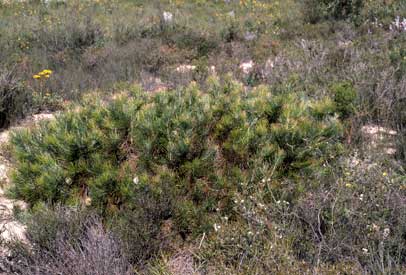 APII jpeg image of Banksia lanata  © contact APII