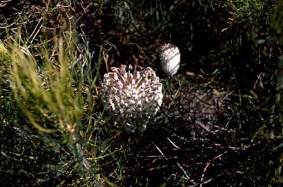 APII jpeg image of Banksia lanata  © contact APII