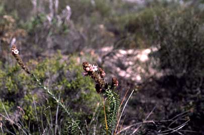 APII jpeg image of Hemiphora bartlingii  © contact APII