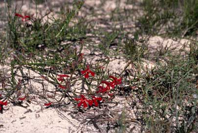 APII jpeg image of Lechenaultia hirsuta  © contact APII