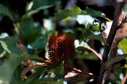 APII jpeg image of Banksia quercifolia  © contact APII
