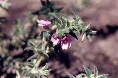 APII jpeg image of Prostanthera marifolia  © contact APII