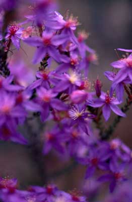 APII jpeg image of Calytrix leschenaultii  © contact APII