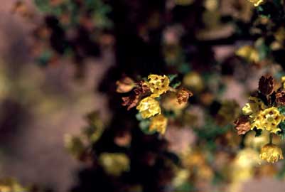 APII jpeg image of Androcalva luteifolia  © contact APII