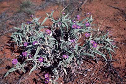 APII jpeg image of Solanum ellipticum  © contact APII