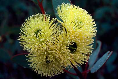 APII jpeg image of Eucalyptus preissiana subsp. preissiana  © contact APII