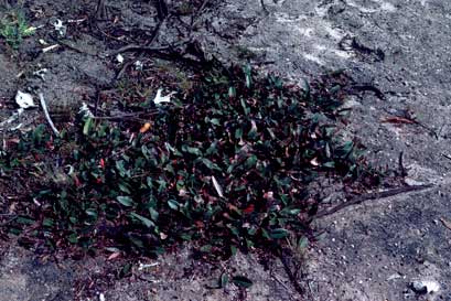 APII jpeg image of Gastrolobium latifolium  © contact APII