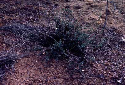 APII jpeg image of Daviesia uniflora  © contact APII