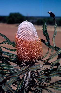 APII jpeg image of Banksia prionotes  © contact APII