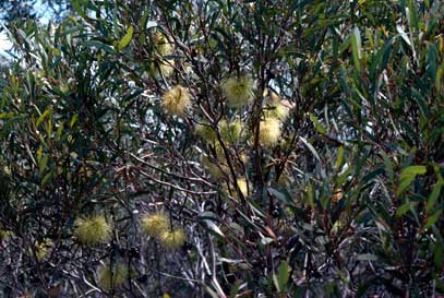 APII jpeg image of Eucalyptus lehmannii subsp. parallela  © contact APII