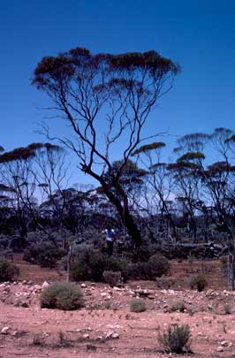 APII jpeg image of Eucalyptus oleosa subsp. oleosa,<br/>Eremophila  © contact APII