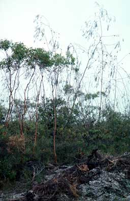 APII jpeg image of Eucalyptus decurva,<br/>Eucalyptus sepulcralis  © contact APII
