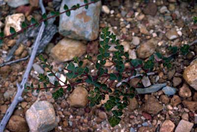 APII jpeg image of Daviesia crenulata  © contact APII