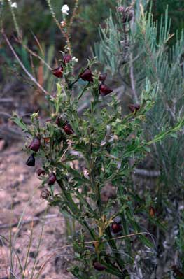 APII jpeg image of Daviesia trigonophylla  © contact APII