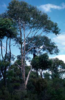 APII jpeg image of Eucalyptus megacarpa  © contact APII