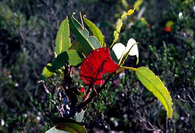 APII jpeg image of Eucalyptus tetraptera  © contact APII