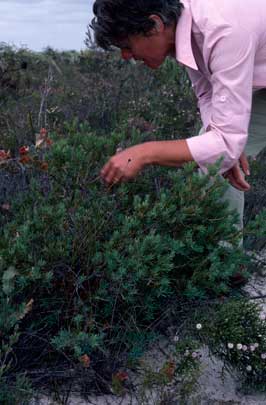 APII jpeg image of Banksia pulchella  © contact APII