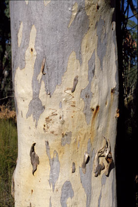 APII jpeg image of Eucalyptus rossii  © contact APII