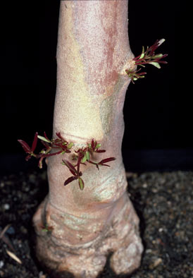 APII jpeg image of Eucalyptus mannifera  © contact APII