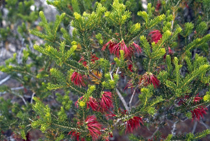 APII jpeg image of Calothamnus quadrifidus  © contact APII