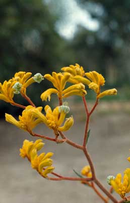 APII jpeg image of Anigozanthos pulcherrimus  © contact APII