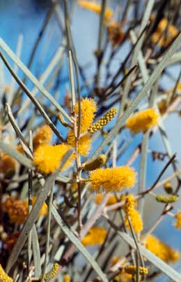 APII jpeg image of Acacia brachystachya  © contact APII