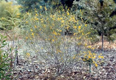 APII jpeg image of Acacia burkittii  © contact APII