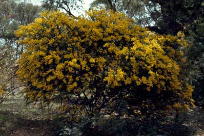 APII jpeg image of Acacia cultriformis  © contact APII