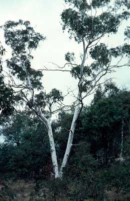 APII jpeg image of Eucalyptus mannifera  © contact APII