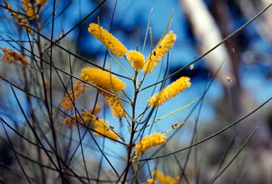 APII jpeg image of Acacia jibberdingensis  © contact APII