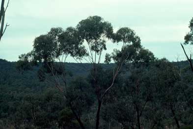 APII jpeg image of Eucalyptus decorticans  © contact APII