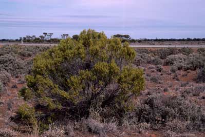 APII jpeg image of Eremophila deserti  © contact APII