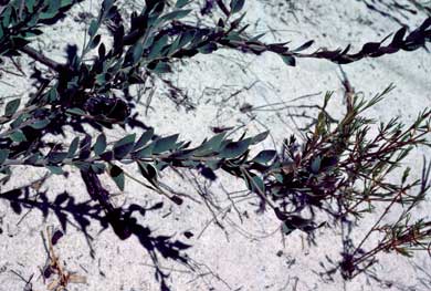 APII jpeg image of Daviesia pedunculata  © contact APII