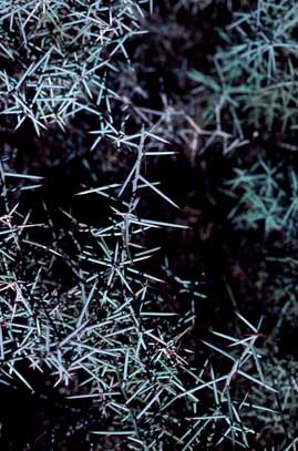 APII jpeg image of Daviesia purpurascens  © contact APII