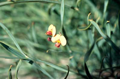 APII jpeg image of Daviesia elongata subsp. implexa  © contact APII