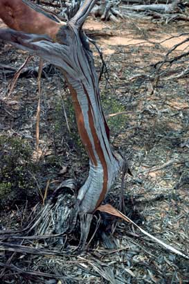 APII jpeg image of Eucalyptus cyclostoma  © contact APII