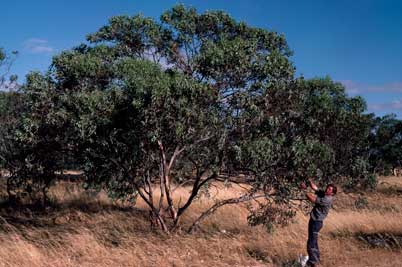 APII jpeg image of Eucalyptus cretata  © contact APII