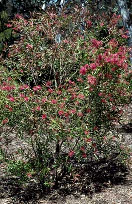 APII jpeg image of Callistemon 'Kotara Rose'  © contact APII