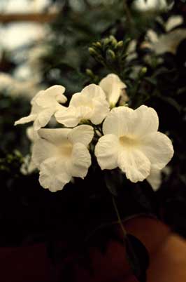 APII jpeg image of Pandorea jasminoides 'Lady Di'  © contact APII