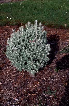 APII jpeg image of Ozothamnus rosmarinifolius 'Silver Jubilee'  © contact APII