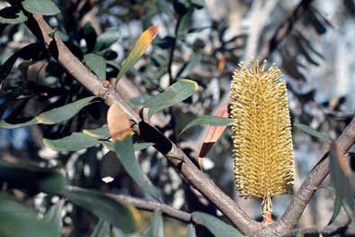 APII jpeg image of Banksia integrifolia  © contact APII