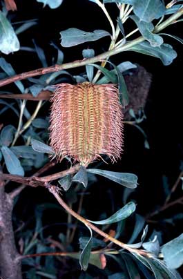 APII jpeg image of Banksia oreophila  © contact APII