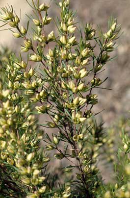 APII jpeg image of Boronia clavata  © contact APII