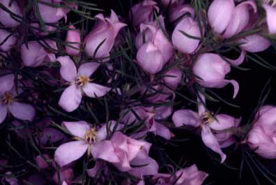 APII jpeg image of Boronia subulifolia  © contact APII