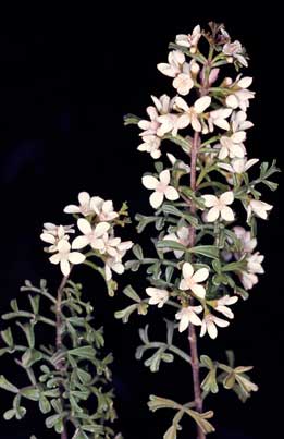 APII jpeg image of Boronia anemonifolia subsp. variabilis  © contact APII