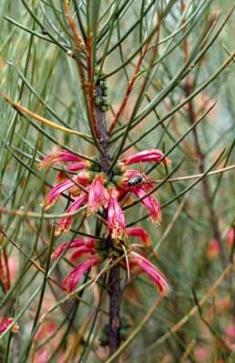 APII jpeg image of Calothamnus gilesii  © contact APII