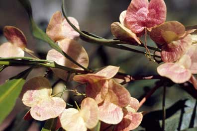 APII jpeg image of Dodonaea viscosa  © contact APII