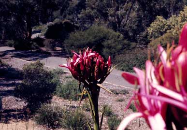 APII jpeg image of Doryanthes excelsa  © contact APII